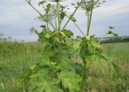 Barszcz Sosnowskiego roślina