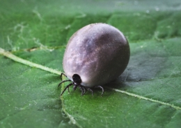 tick g114fd7990 1920