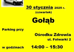 gołąb @