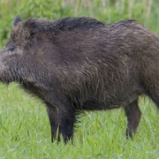 dzik