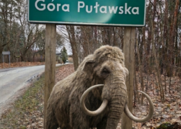 Mamut Góra Puławska www